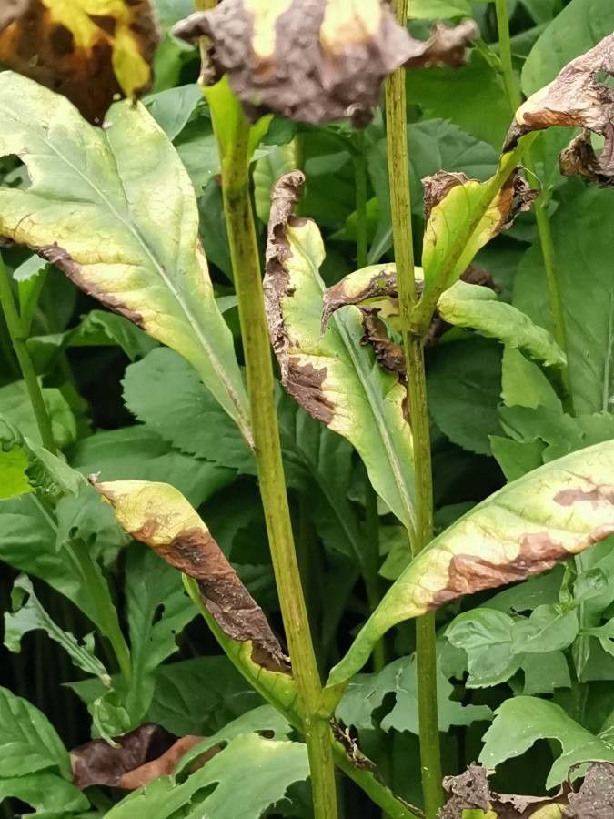 Solidago flexicaulis bark