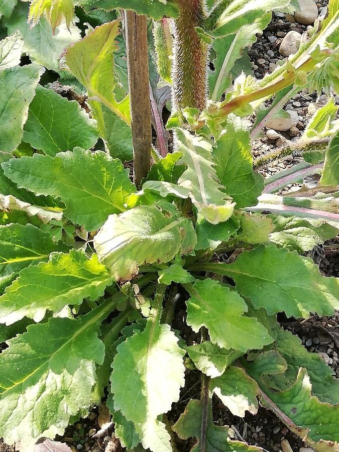 Michauxia tchihatcheffii — related species from the same genus