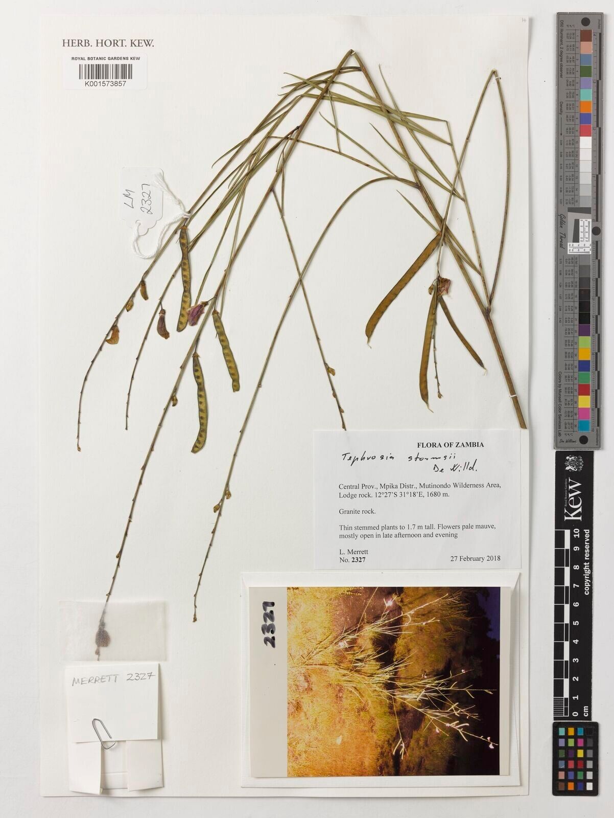 Tephrosia stormsii — search result for 'Tephrosia'