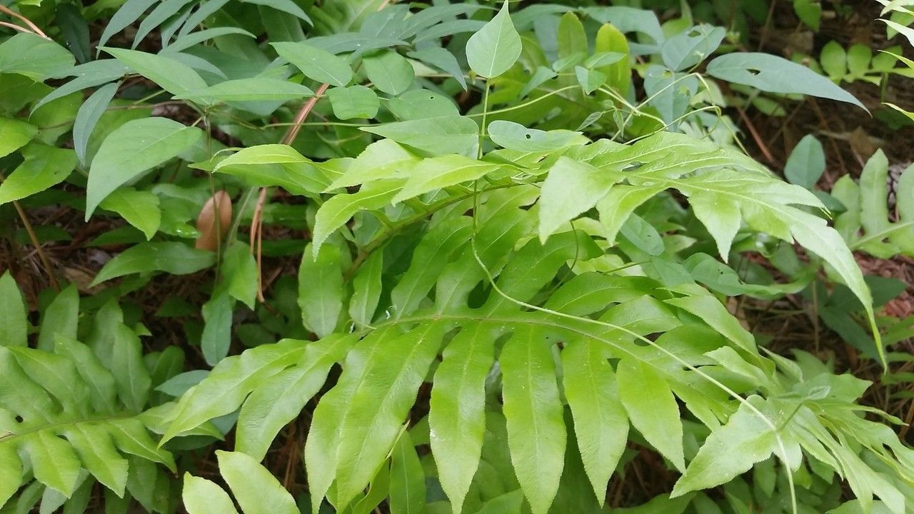 Woodwardia areolata fruit