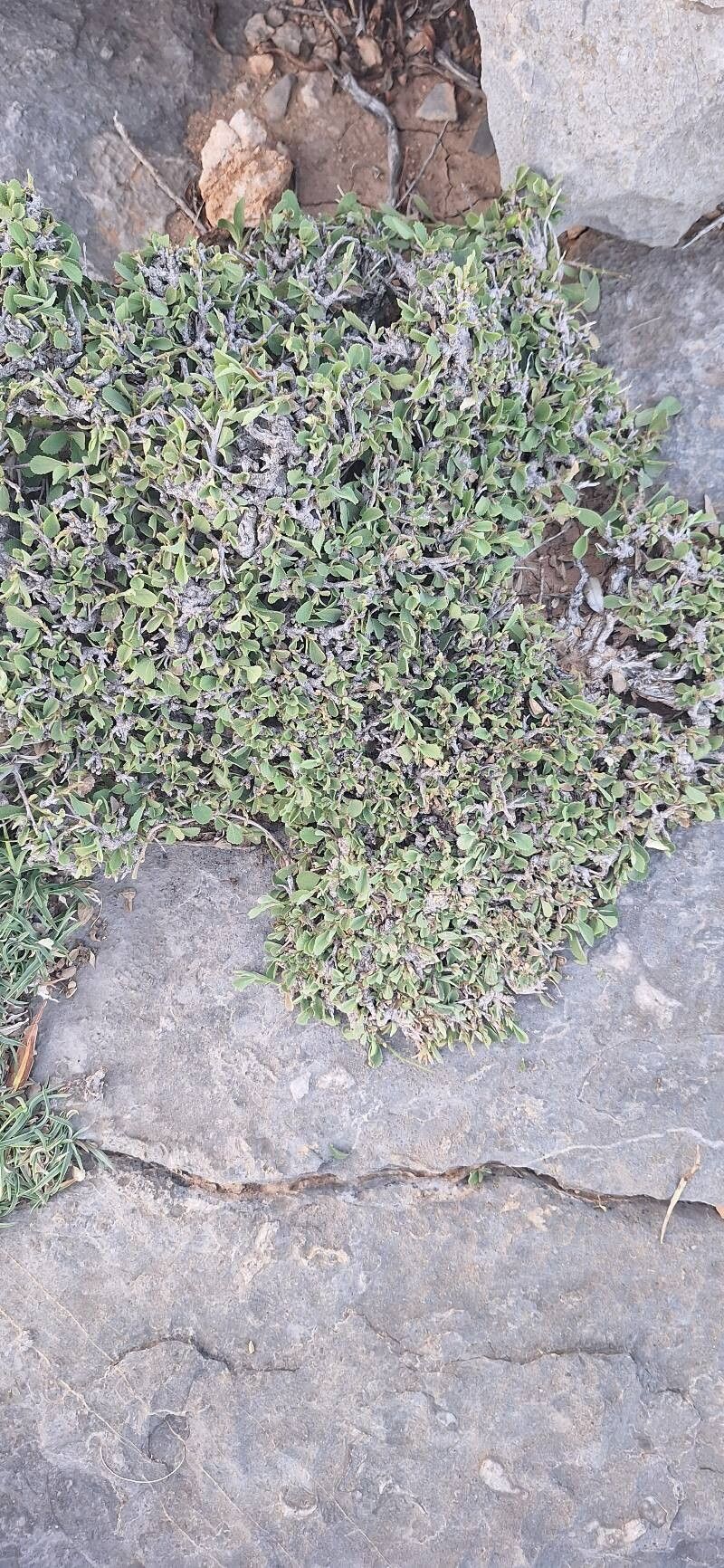 Grewia erythraea habit