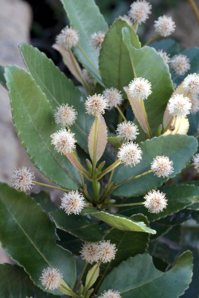 Pancheria xaragurensis flower