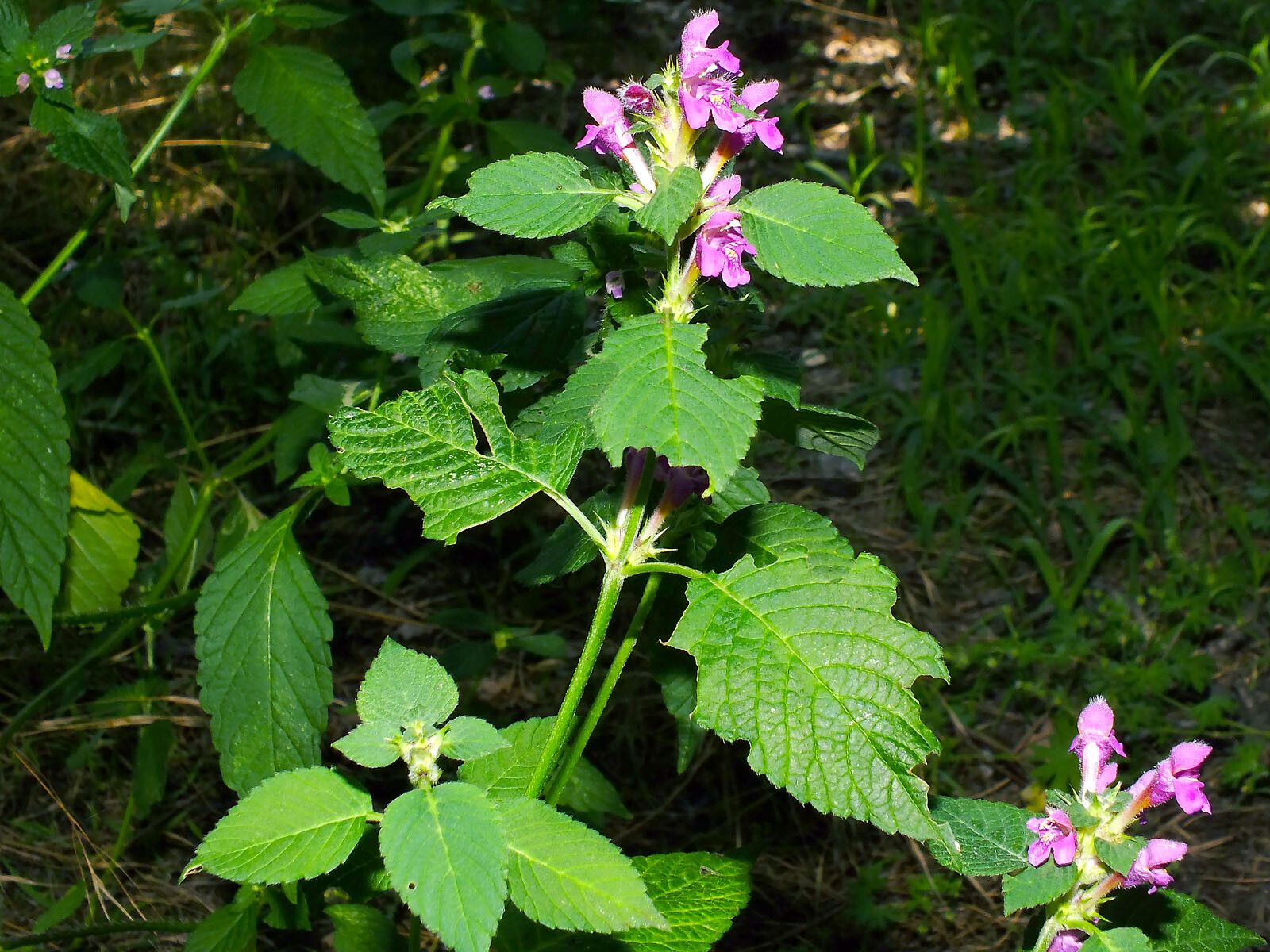 Galeopsis pubescens habit