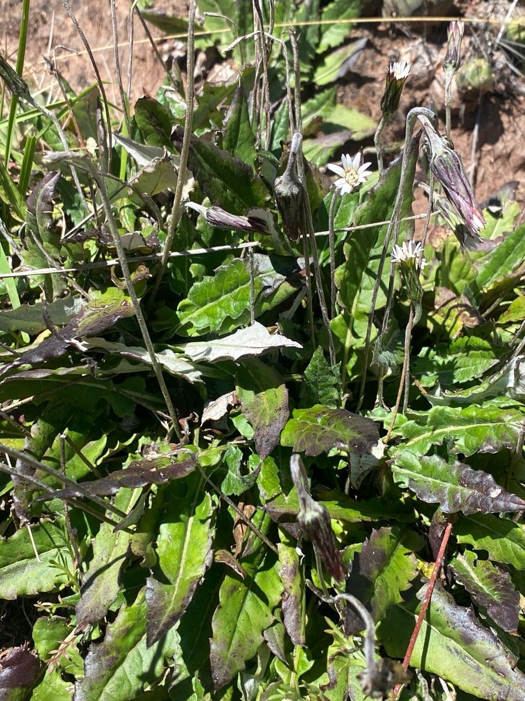 Chaptalia similis — houseplant care guide