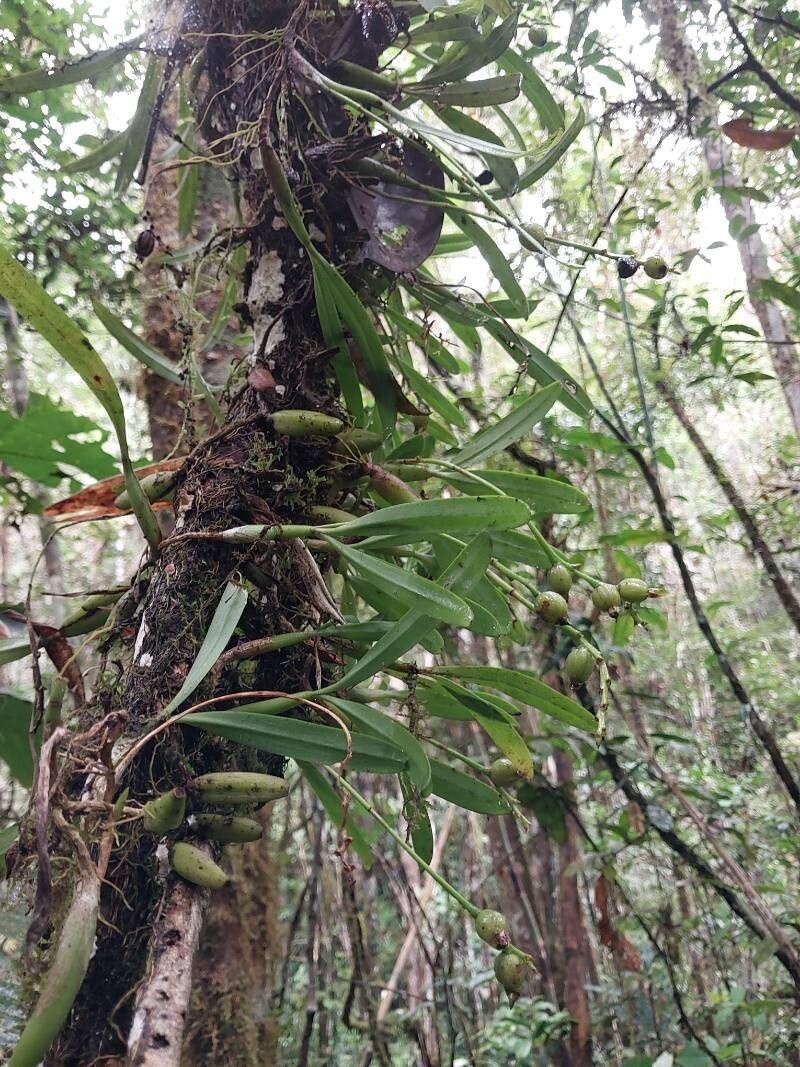Bulbophyllum auriflorum habit
