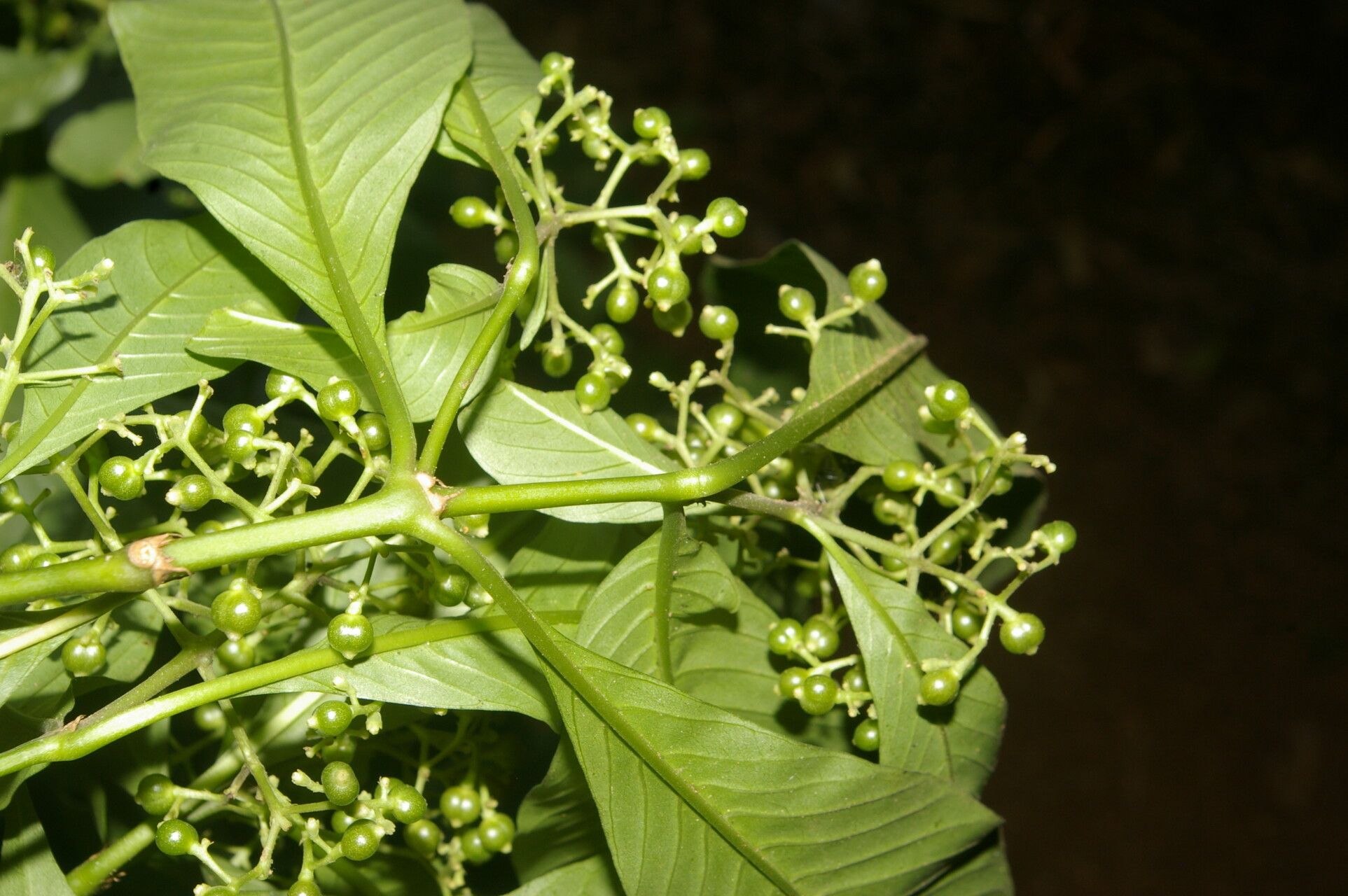 Psychotria pubescens fruit