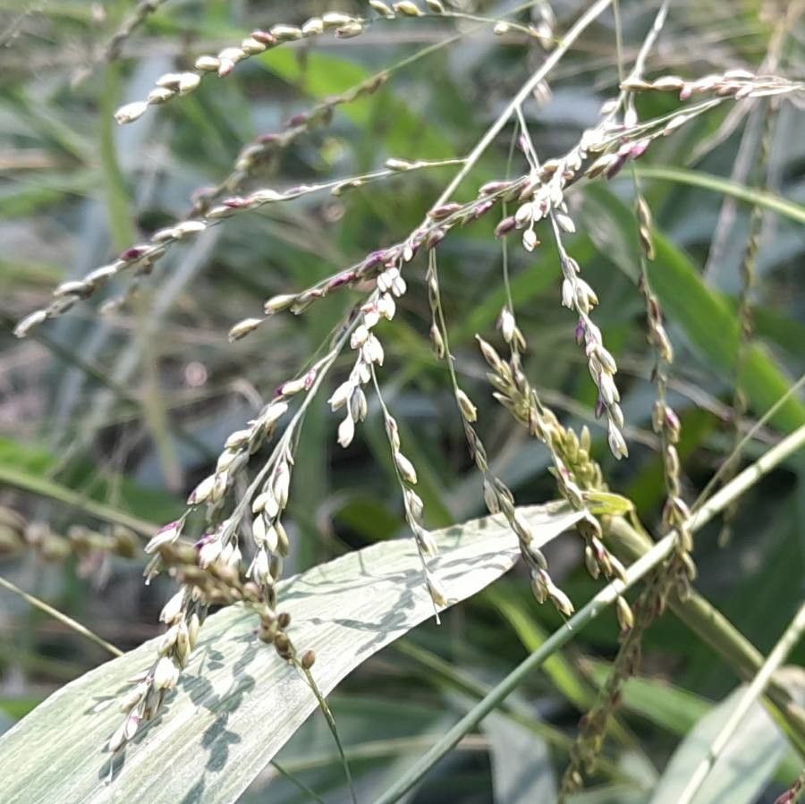 Panicum maximum fruit