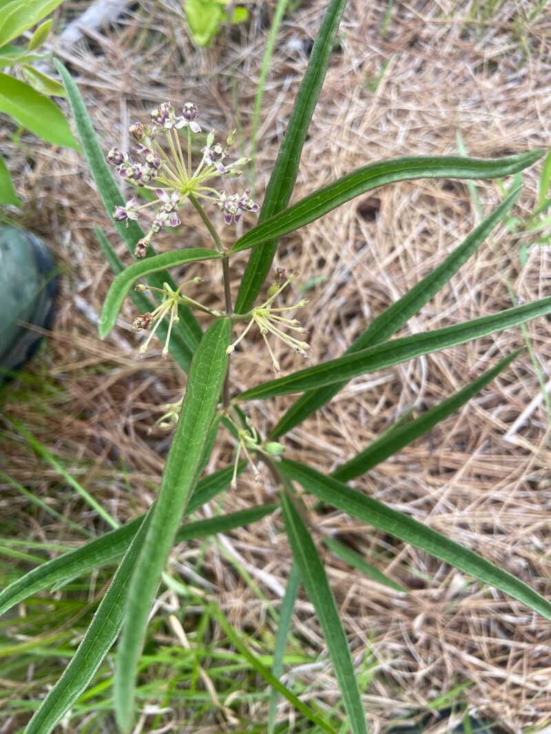 Asclepias longifolia — search result for 'Asclepias'