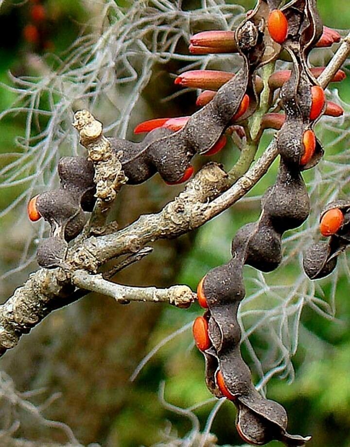 Erythrina costaricensis fruit