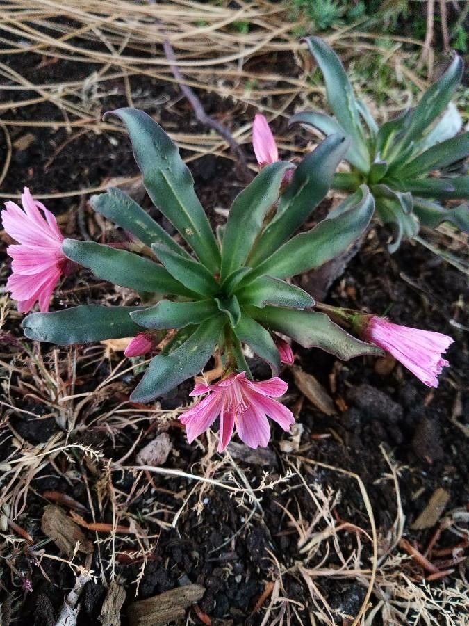 Lewisia longipetala leaf