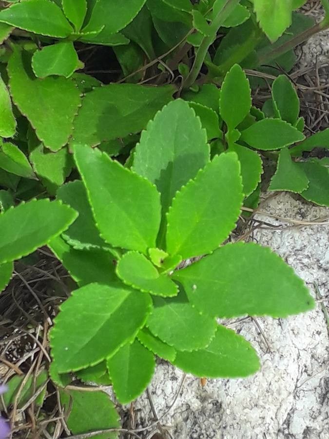 Penstemon fruticosus — search result for 'Penstemon'