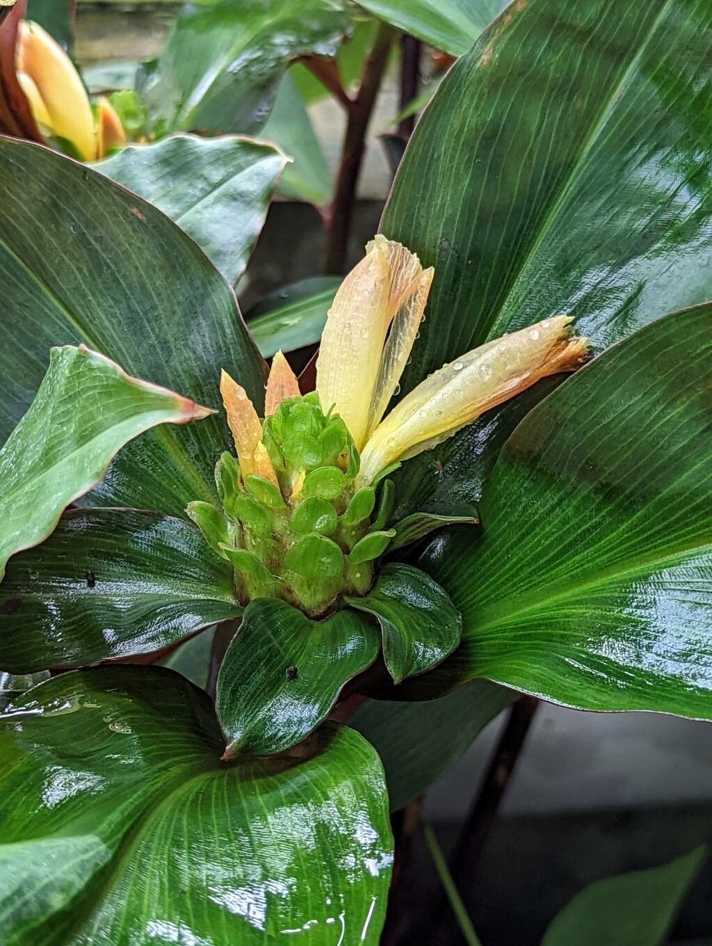 Costus varzearum flower