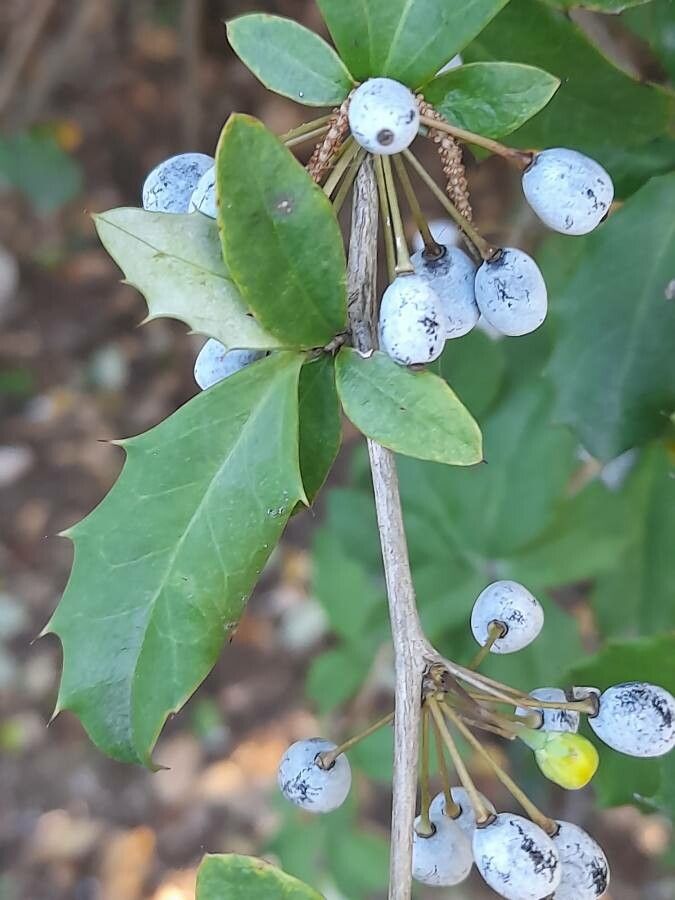 Berberis chinensis fruit