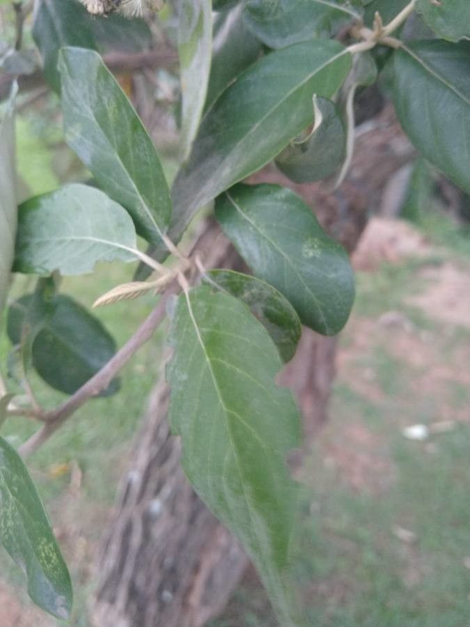 Gochnatia polymorpha leaf