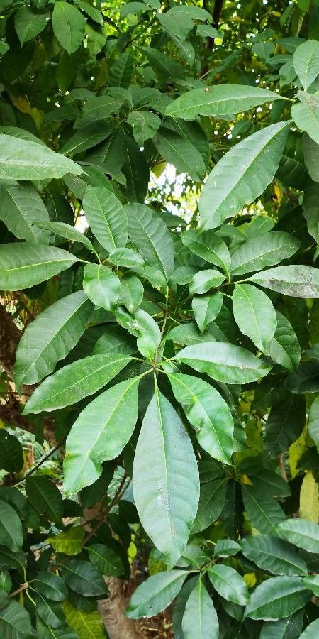 Rauvolfia vomitoria leaf