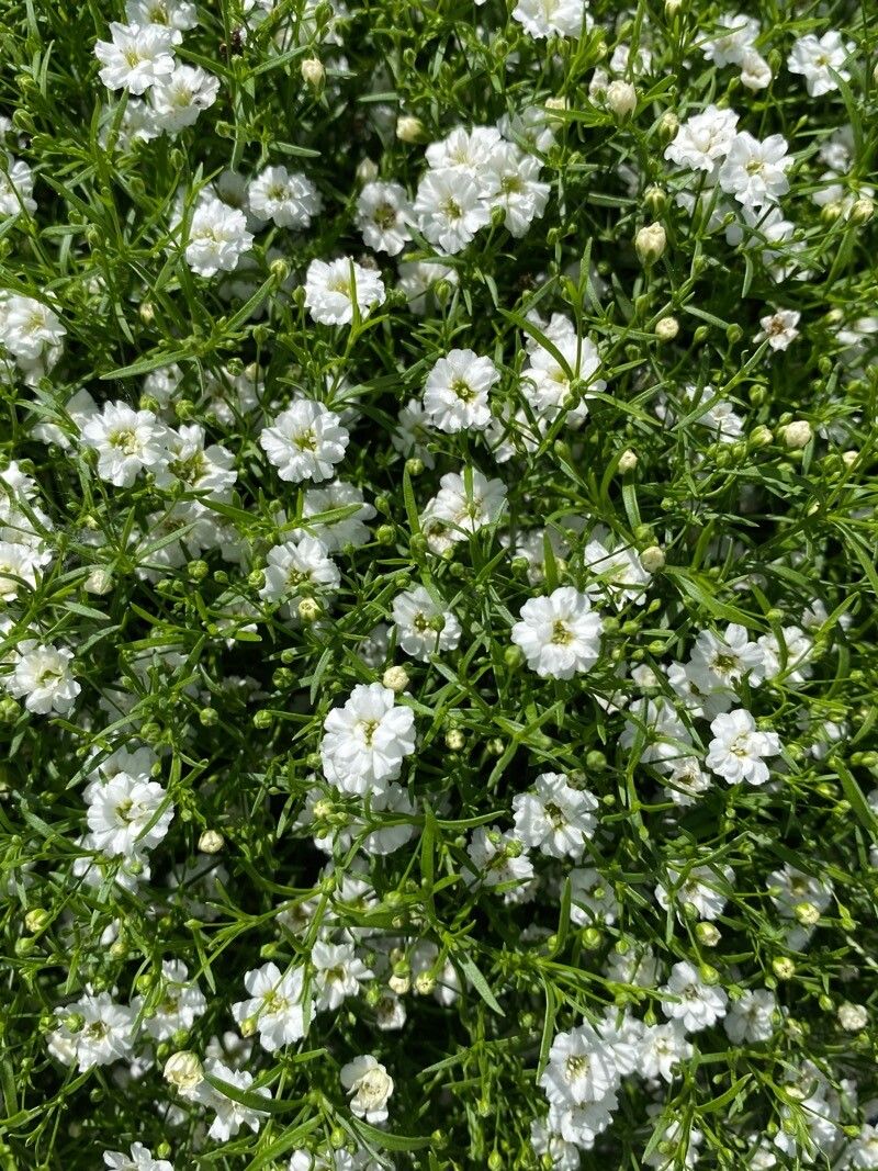 Heliosperma pusillum flower