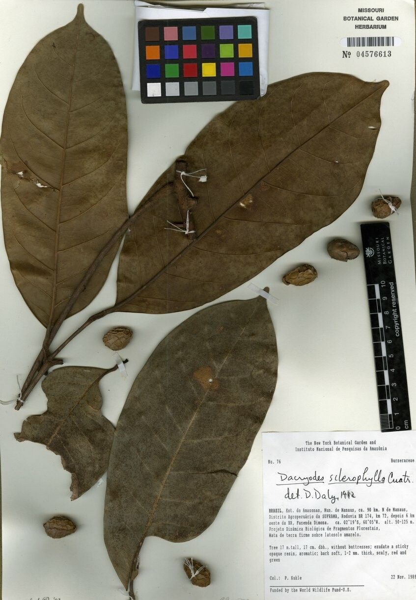 Dacryodes sclerophylla — search result for 'Dacryodes'