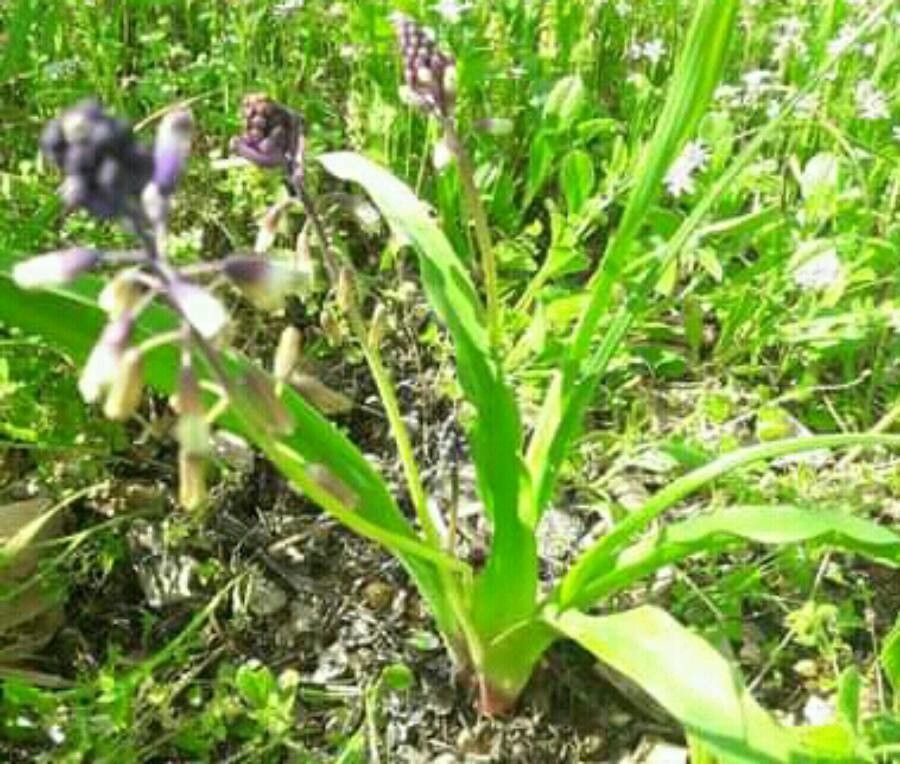 Bellevalia trifoliata — search result for 'Bellevalia'