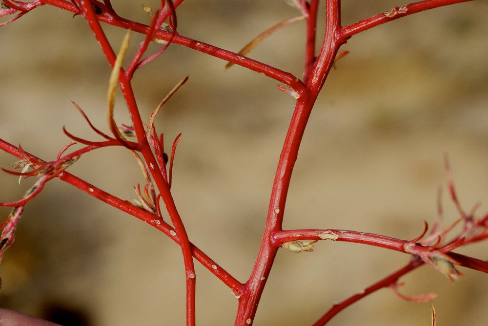 Corispermum gmelini bark