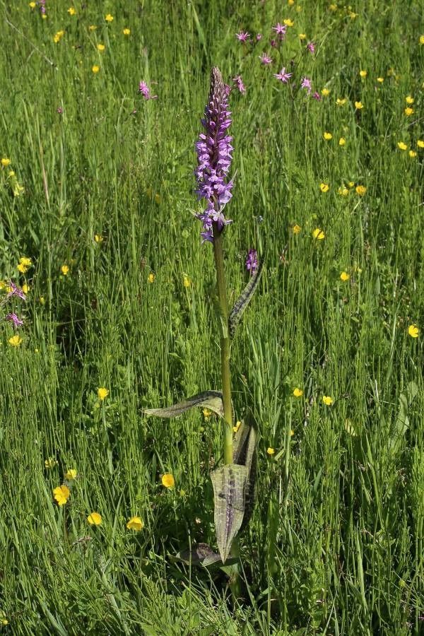 Dactylorhiza saccifera habit