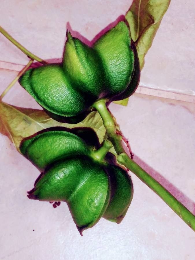 Plukenetia volubilis flower