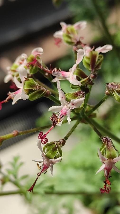 Pelargonium carnosum flower