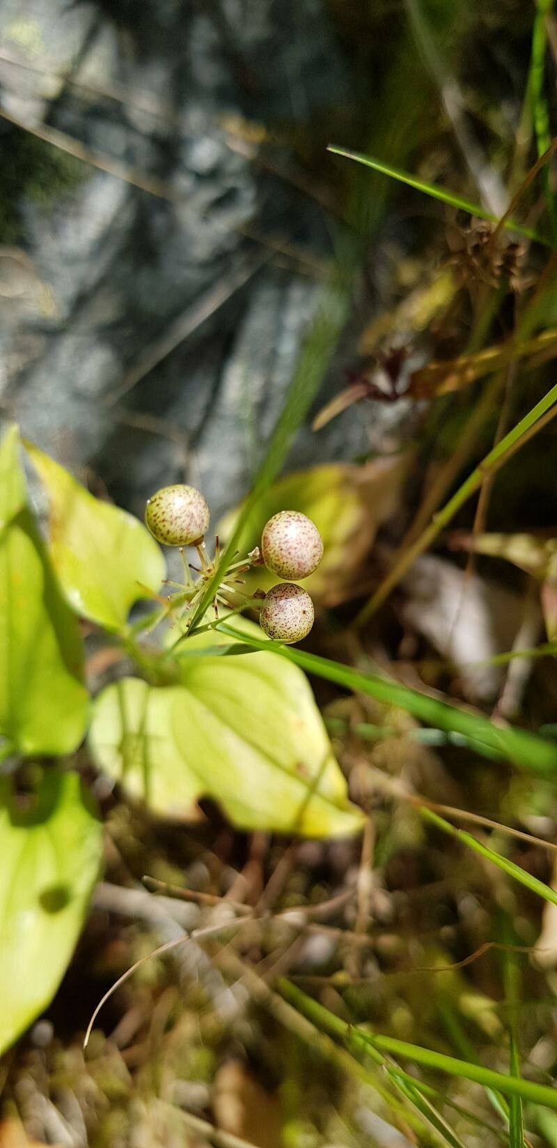 Maianthemum bifolium fruit
