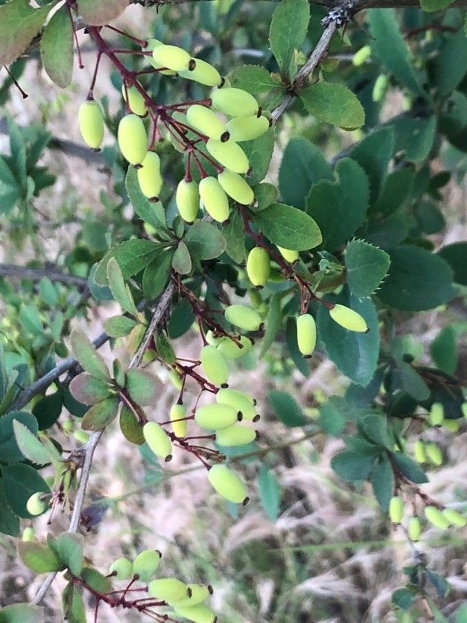 Berberis caroli fruit