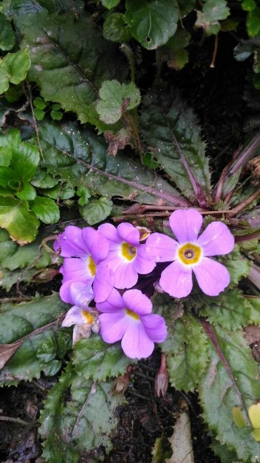 Primula angustifolia — search result for 'Primula'