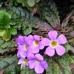 Primula angustifolia