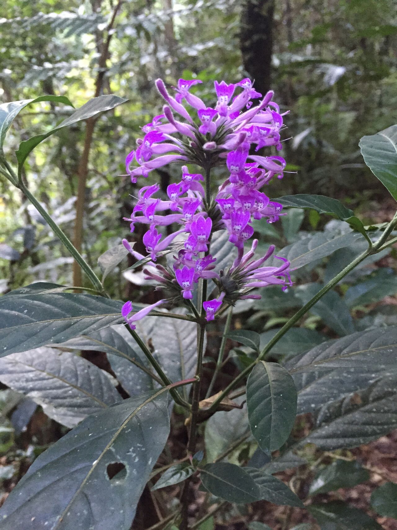 Hypoestes longituba — houseplant care guide