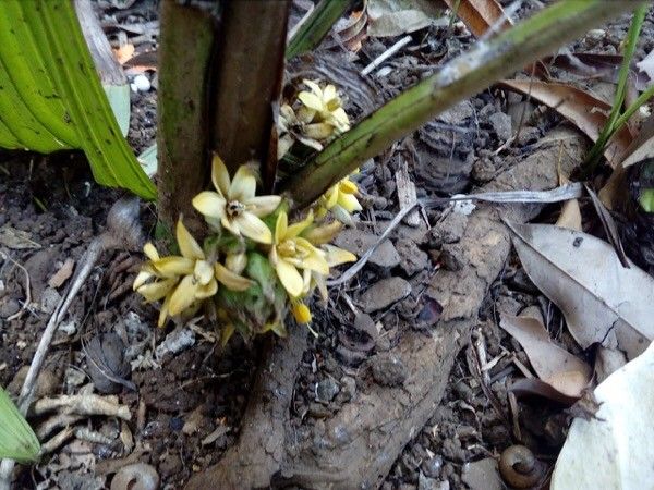 Curculigo capitulata flower