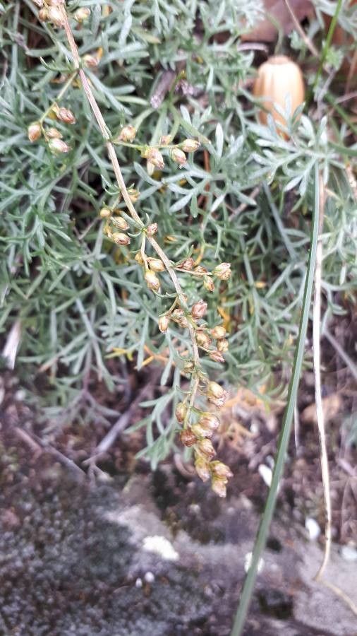 Artemisia campestris fruit