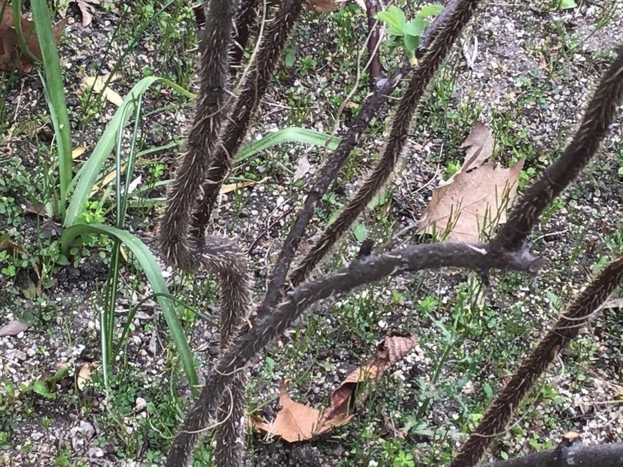 Rosa hemisphaerica bark