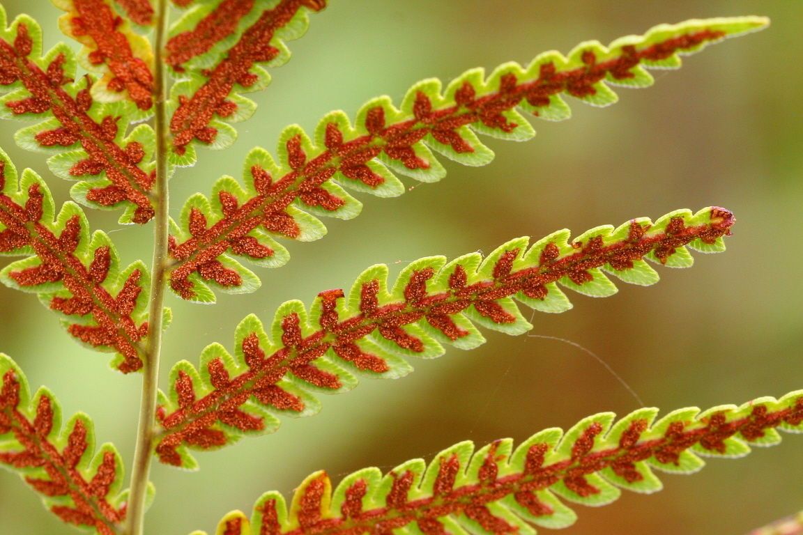 Woodwardia virginica flower