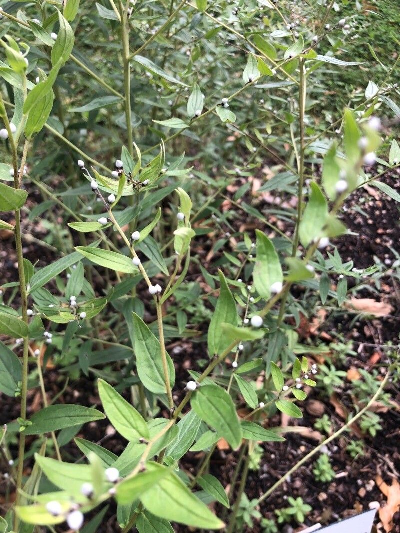 Lithospermum erythrorhizon — houseplant care guide