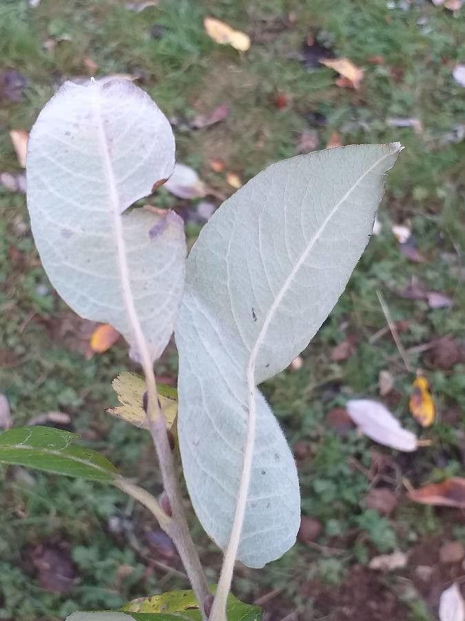 Salix hookeriana leaf