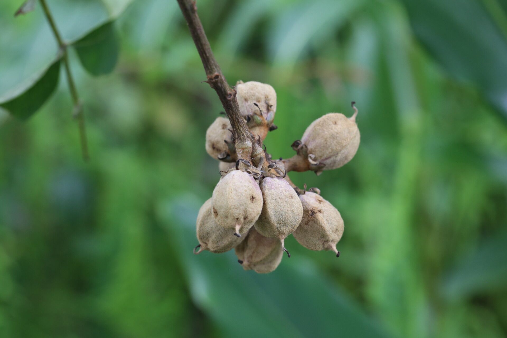 Bersama abyssinica fruit