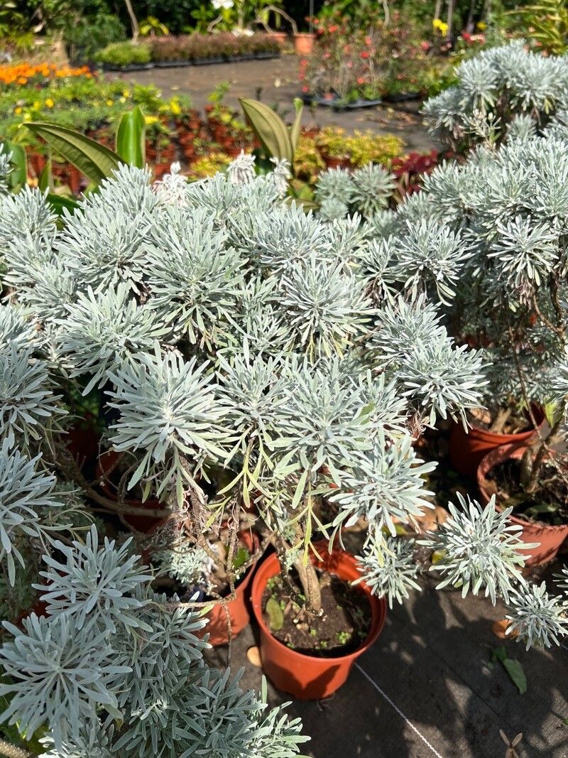 Crossostephium chinense — houseplant care guide