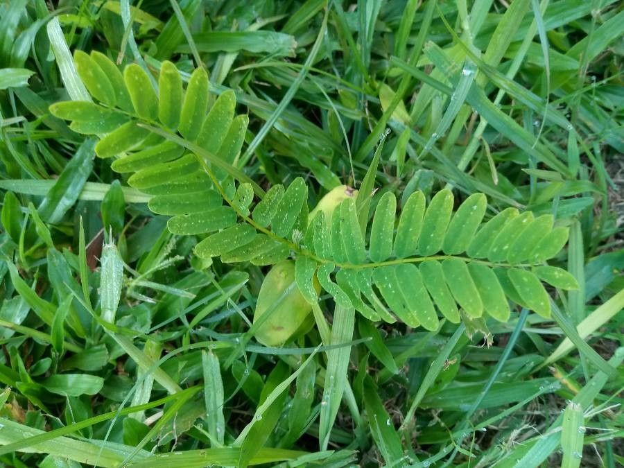 Tephrosia cinerea leaf