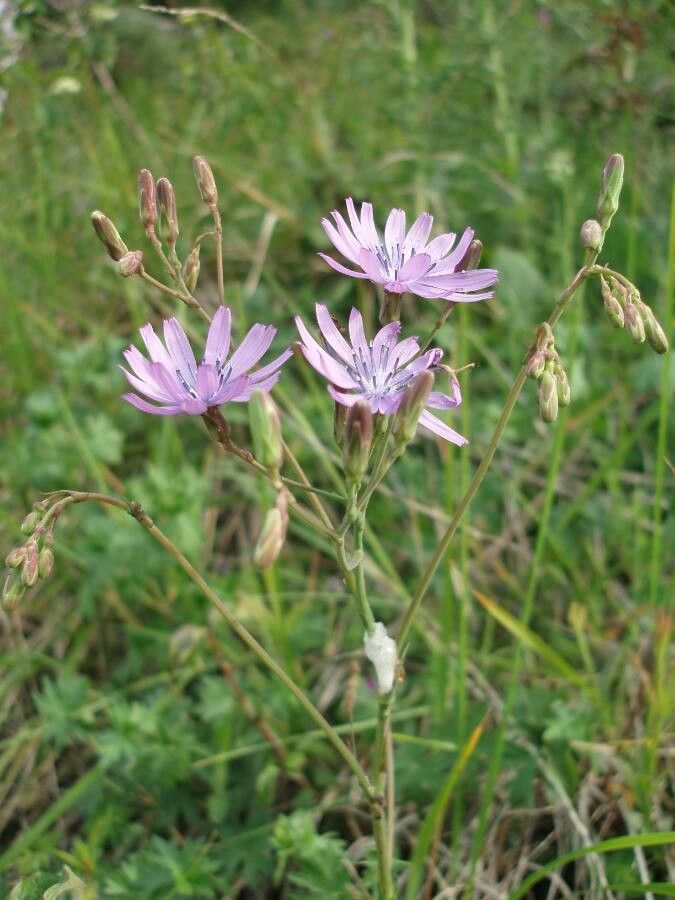Scorzonera purpurea bark