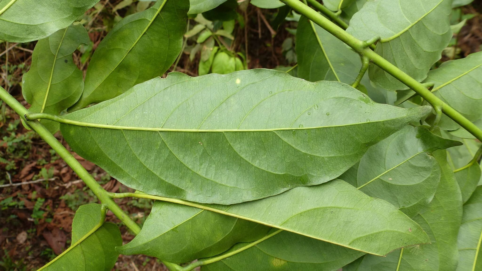 Combretum platypterum leaf