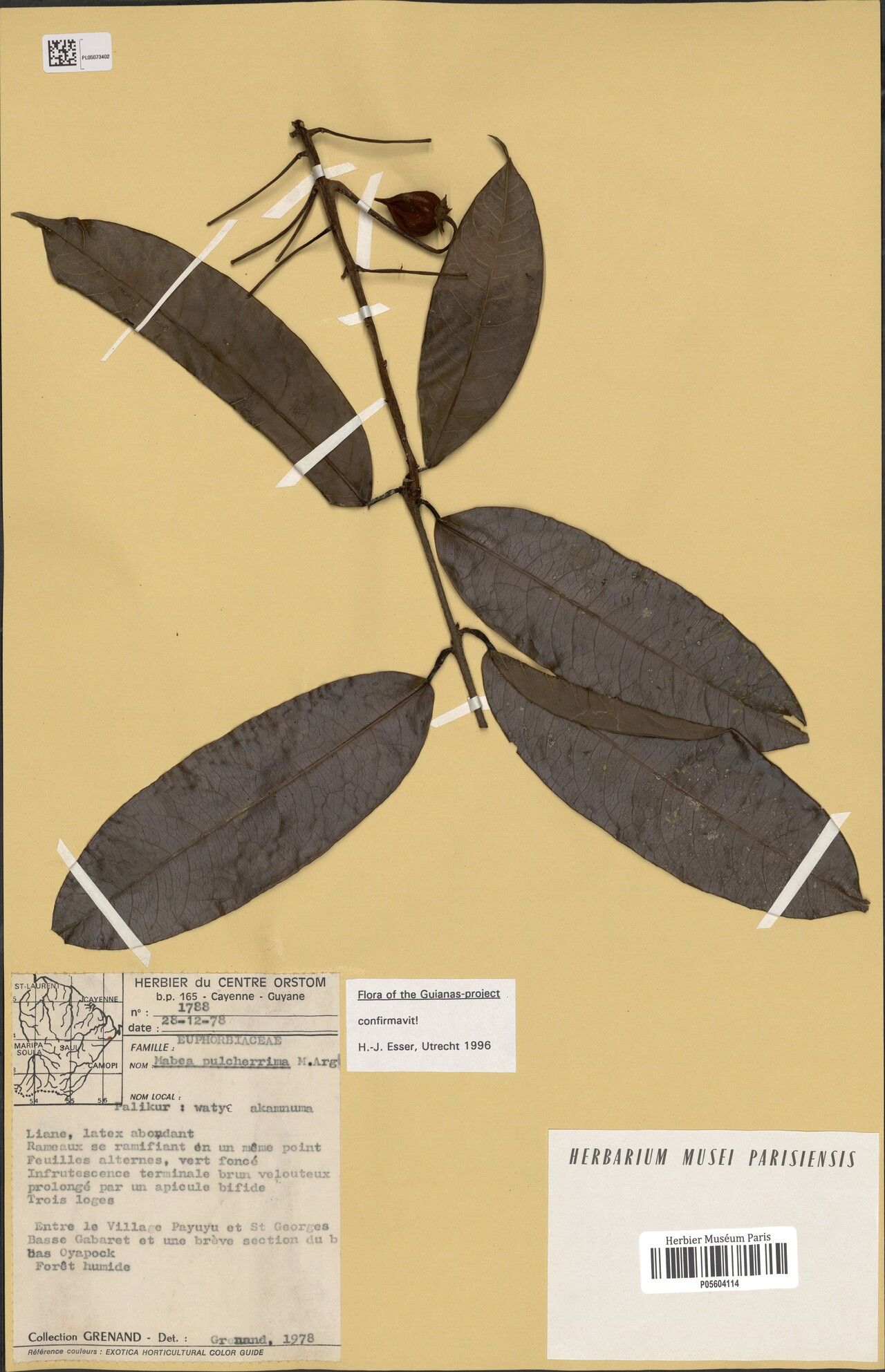 Mabea pulcherrima — houseplant care guide