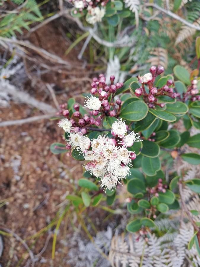 Syzygium ngoyense flower