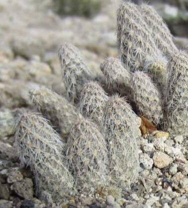 Pterocactus valentini habit