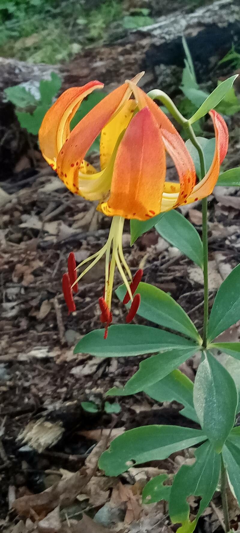 Lilium superbum habit