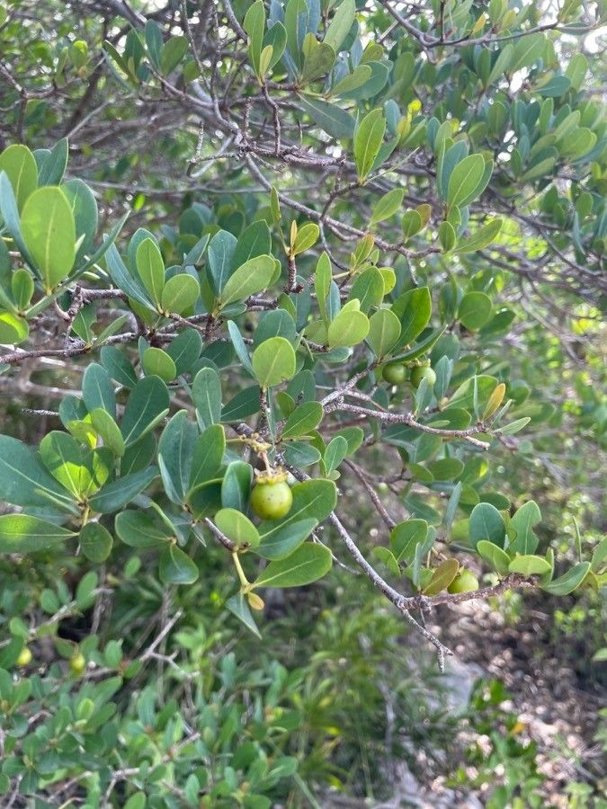Byrsonima lucida fruit
