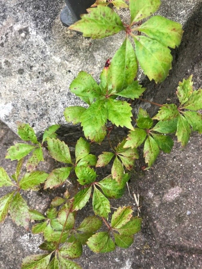 Parthenocissus inserta x Parthenocissus quinquefolia