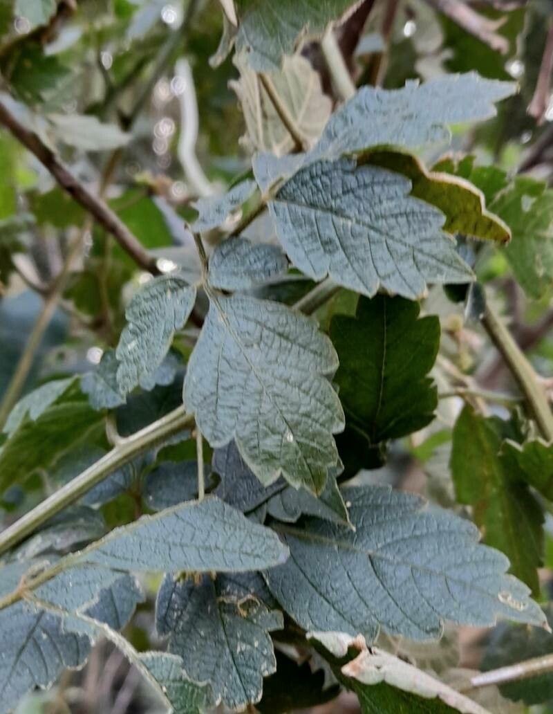 Cardiospermum grandiflorum