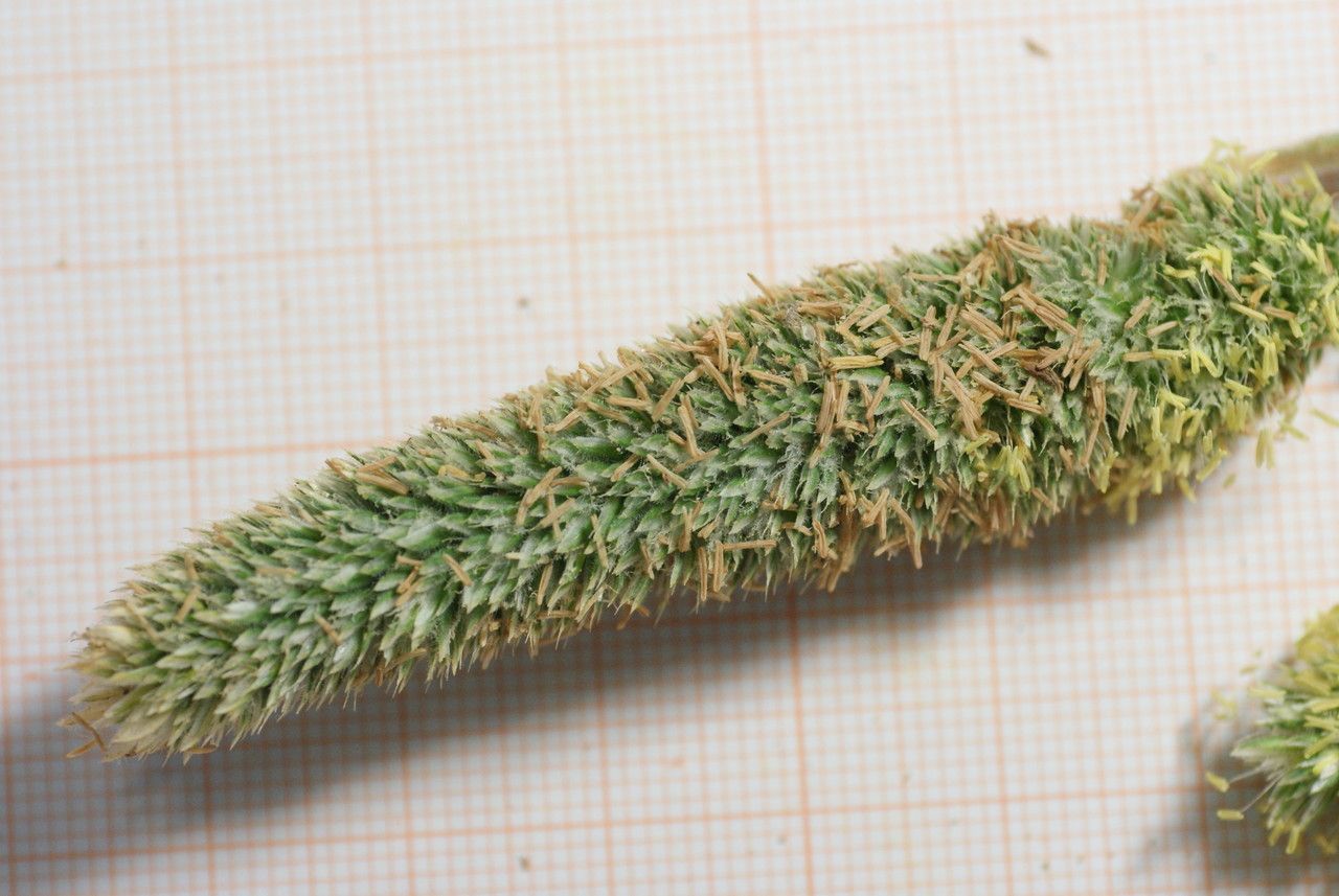 Rostraria litorea habit